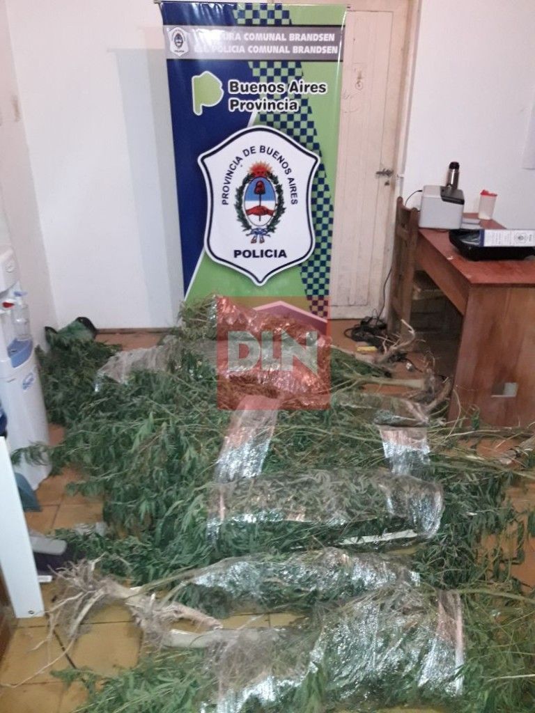 BRANDSEN: La policía encontró una plantación de Marihuana. Hay un detenido 7