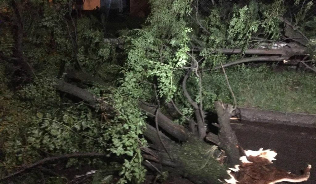 REGIÓN: Destrozos tras el temporal. Pérdidas materiales, caídas de árboles y voladuras de techos 7