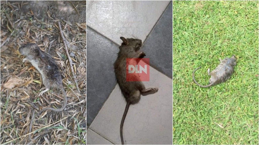 BRANDSEN: Preocupación por la "Invasión de ratas" 8