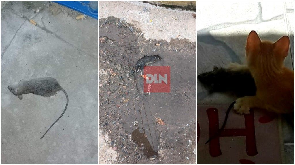 BRANDSEN: Preocupación por la "Invasión de ratas" 9