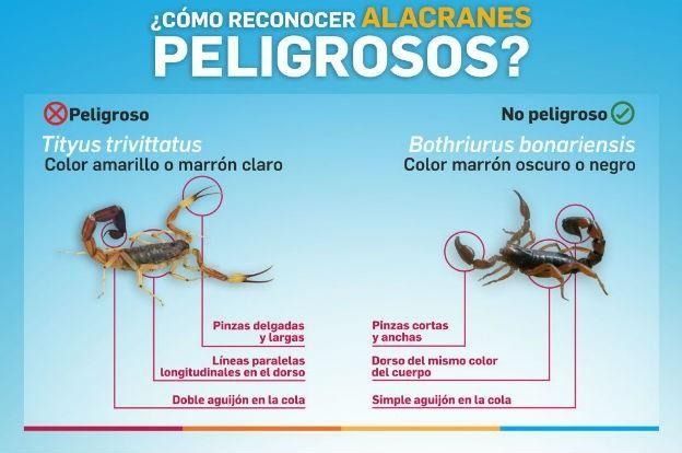 BRANDSEN: Preocupación entre los vecinos por la aparición de alacranes 13