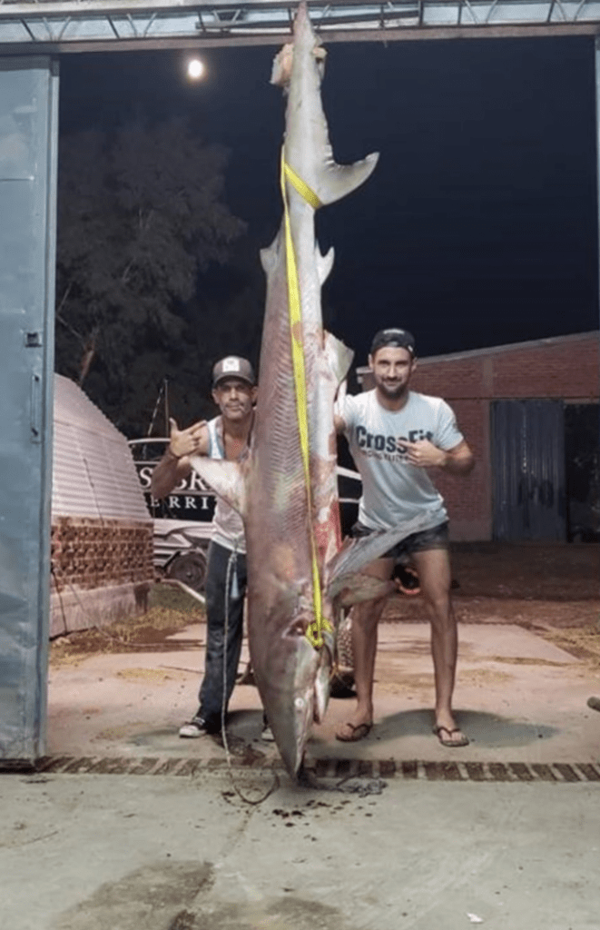 La cruel matanza de un tiburón en peligro de extinción 4