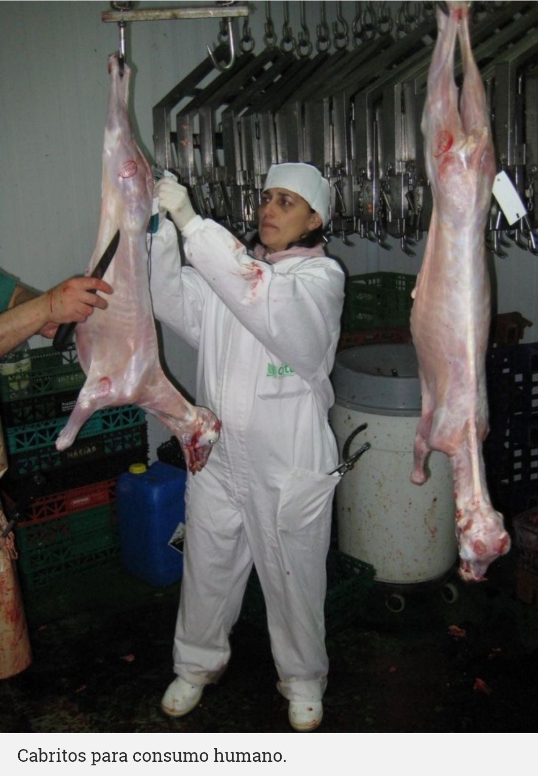 Carnean y venden perros para el consumo humano 6