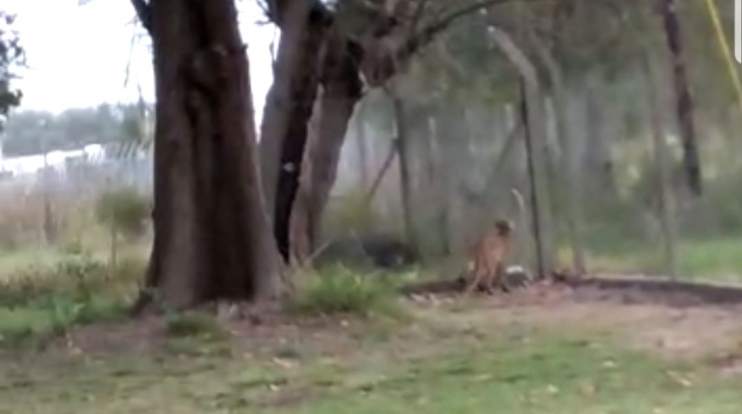 Alerta por un puma suelto en la ciudad de Brandsen 7