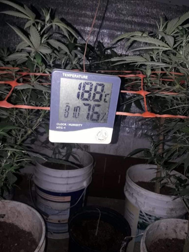 Almirante Brown: detuvieron a un hombre tras hallar un cultivo de marihuana en su casa 6