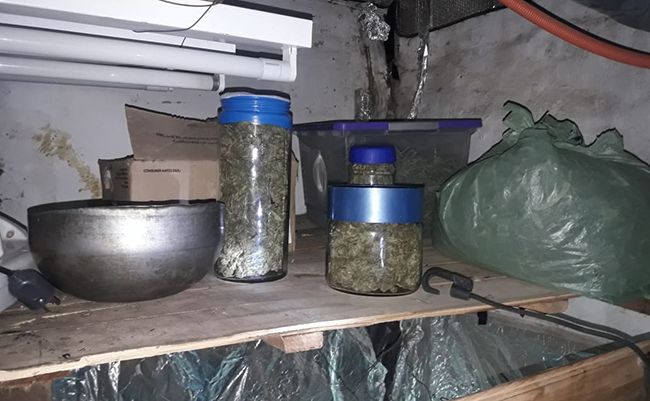 Almirante Brown: detuvieron a un hombre tras hallar un cultivo de marihuana en su casa 7