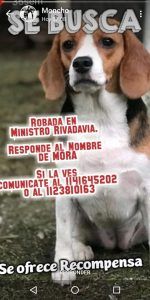 Les entraron a robar y se llevaron a su perra Mora: la buscan desesperadamente 4
