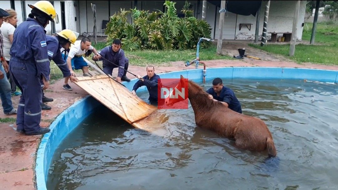 Emocionante: Bomberos de Brandsen rescataron a un caballo que cayó a una pileta 4