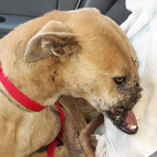 Brutal maltrato animal en Brandsen: le destrozaron el hocico a un perro 2