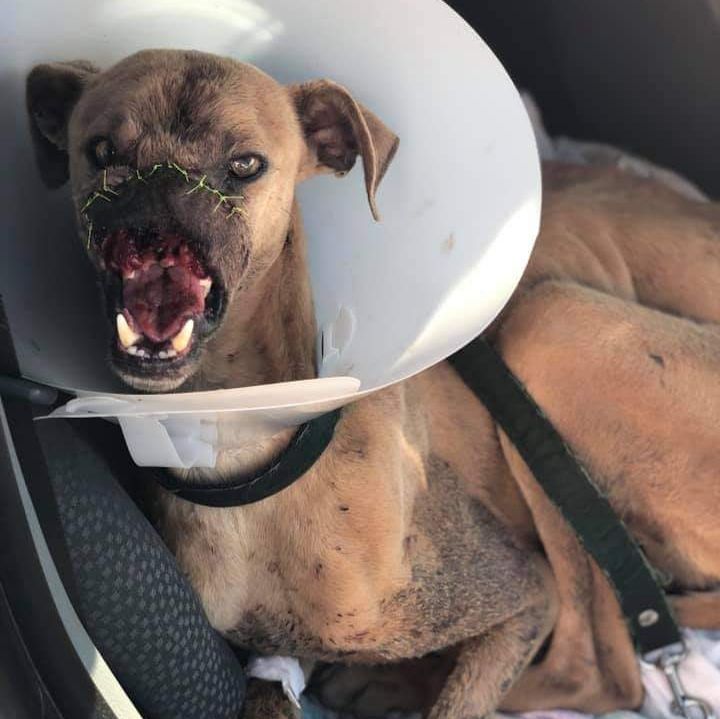 Brutal maltrato animal en Brandsen: le destrozaron el hocico a un perro 3