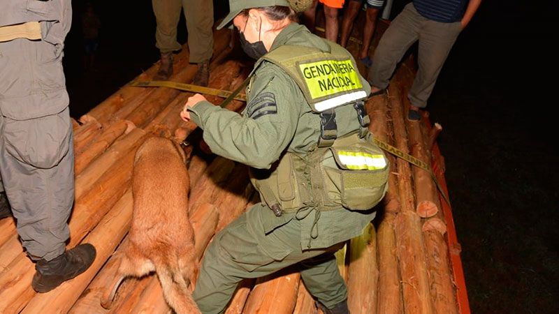 Pareja de Brandsen trasladaba tres toneladas de marihuana oculta en un cargamento de madera 2